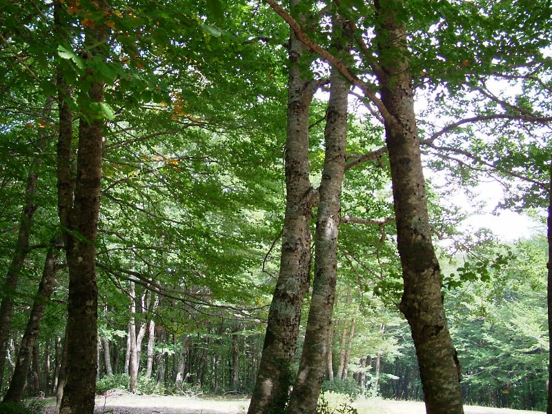 faggeta